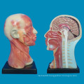 Human Head Neck Anatomy Parts Model for Medical Teaching (R050125)